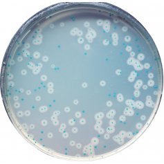 CHROMagar™法国科玛嘉李斯特菌显色培养基